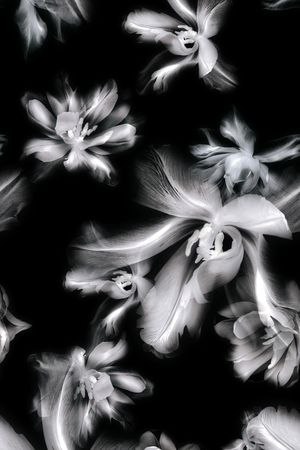 线条花卉印花华亿平台图片