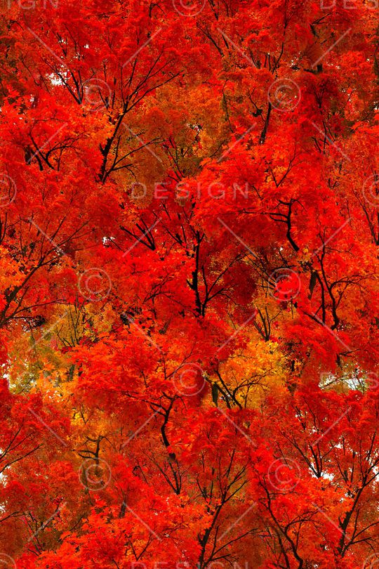 枫树印花华亿平台图片