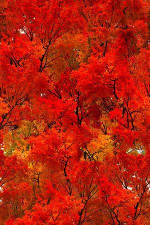 枫树印花华亿平台图片