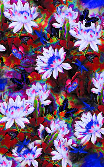 1060515-L-00414荷花红