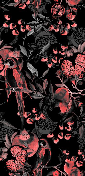 1061062-石榴鹦鹉3