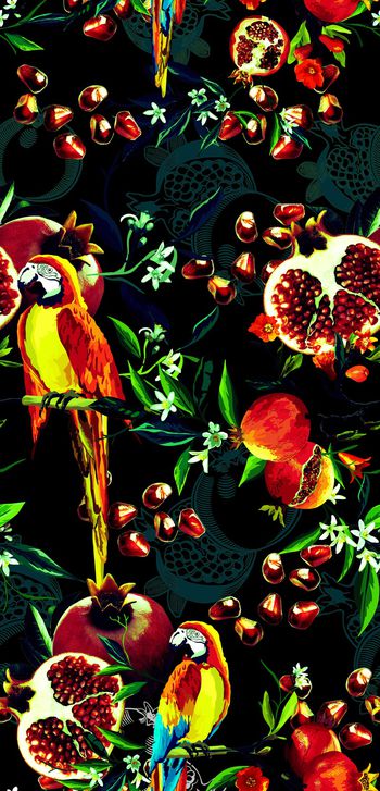 1061064-石榴鹦鹉2