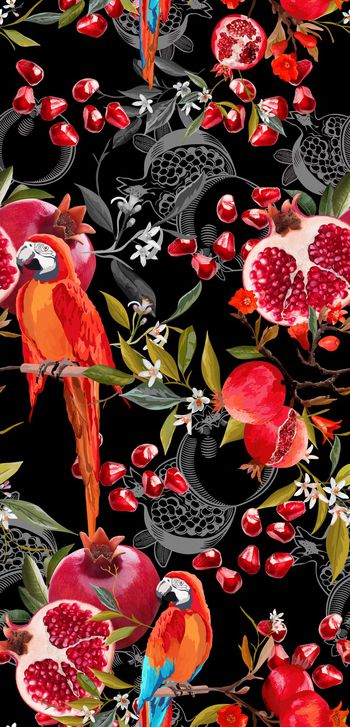 1061066-石榴鹦鹉