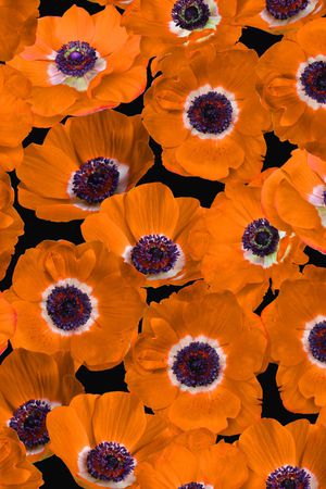 大花印花华亿平台图片