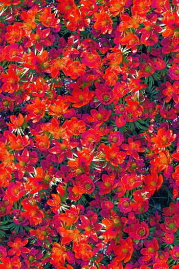 1061639-小花卉满花碎花