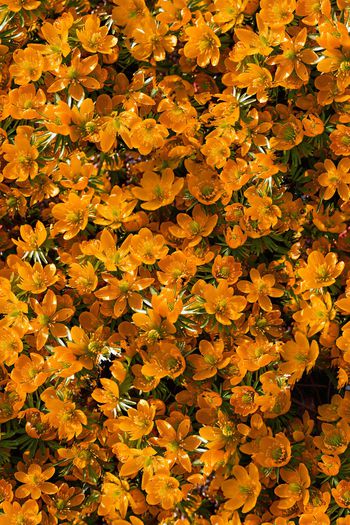 1061640-小花卉满花碎花