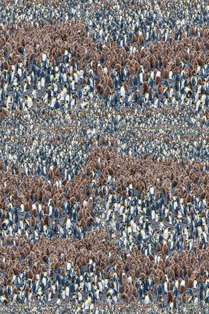 动物花卉印花华亿平台图片