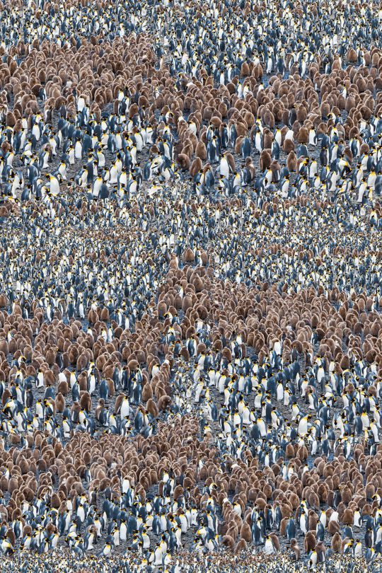 动物花卉印花华亿平台图片