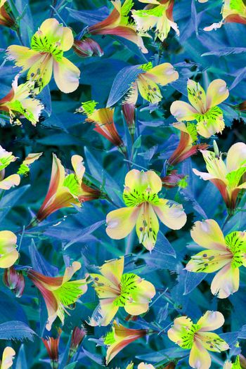 1061849-女装花卉喇叭花