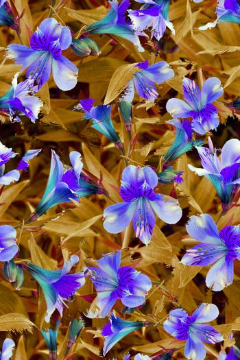 1061852-女装花卉喇叭花2