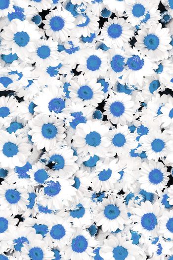 1061855-女装小雏菊B