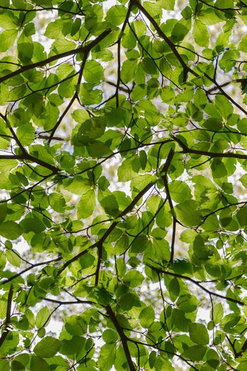 1061870-叶子肌理自然