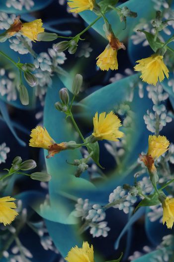 1062415-黄色的小花1