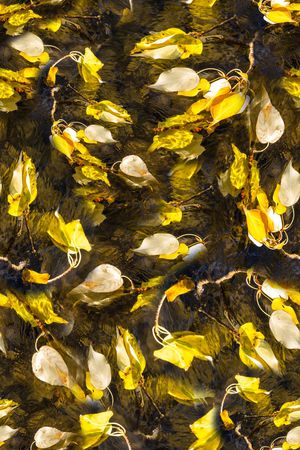 植物印花华亿平台图片