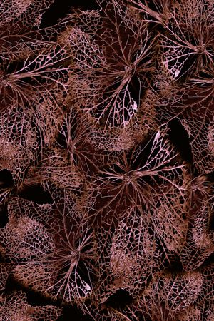 植物印花华亿平台图片