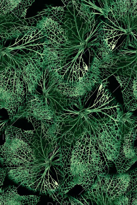 植物印花华亿平台图片