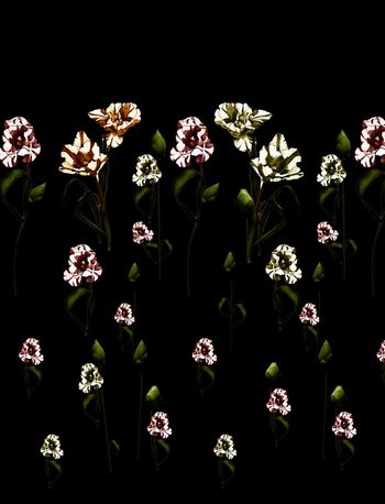 玫瑰花印花华亿平台图片