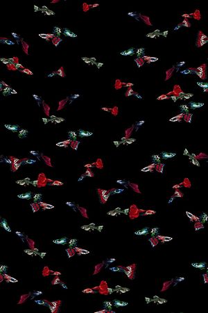 条纹印花华亿平台图片