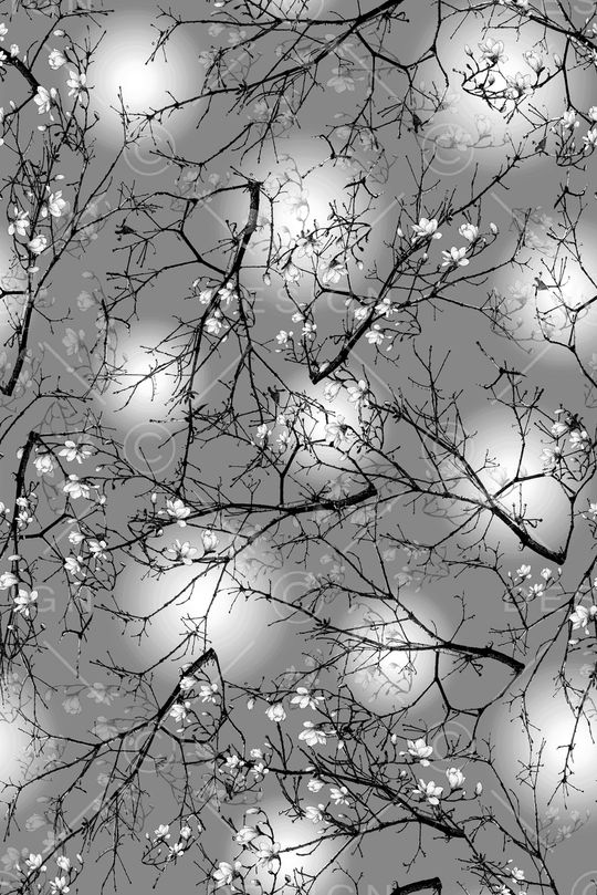 玉兰花印花华亿平台图片