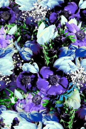 郁金香印花华亿平台图片