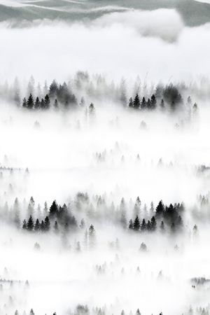 树林印花华亿平台图片