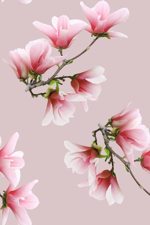 玉兰花印花华亿平台图片