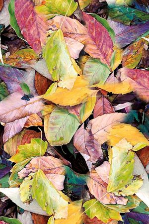 抽象花卉印花华亿平台图片