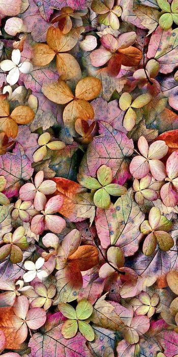 抽象花卉印花华亿平台图片