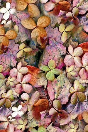 抽象花卉印花华亿平台图片