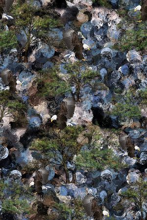 老鹰印花华亿平台图片