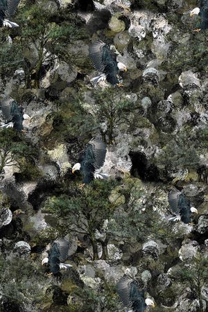 老鹰印花华亿平台图片