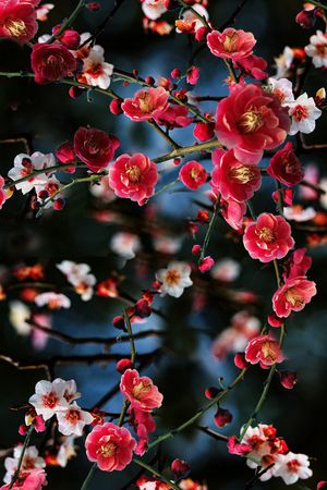 梅花印花华亿平台图片