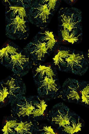 淑女印花华亿平台图片