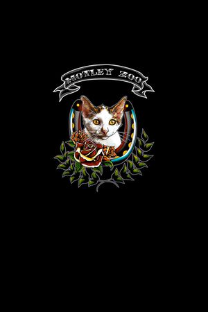 猫印花华亿平台图片