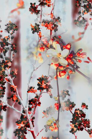 梅花印花华亿平台图片