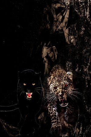 豹子印花华亿平台图片