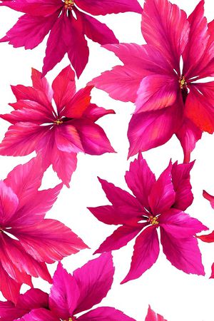 牡丹印花华亿平台图片