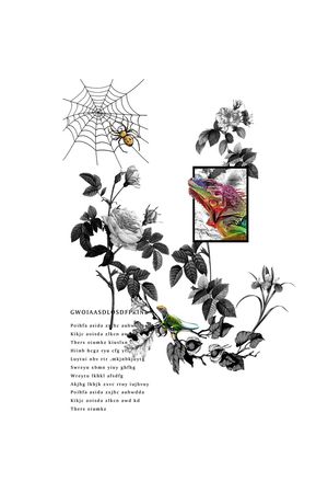 蜘蛛网手绘蜘蛛印花华亿平台图片