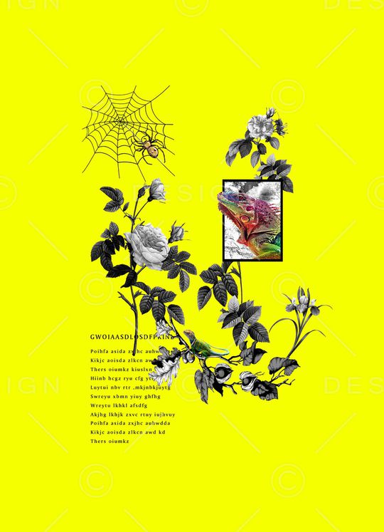 蜘蛛网手绘蜘蛛印花华亿平台图片