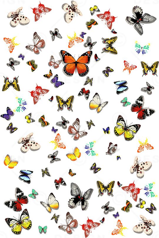 昆虫印花华亿平台图片