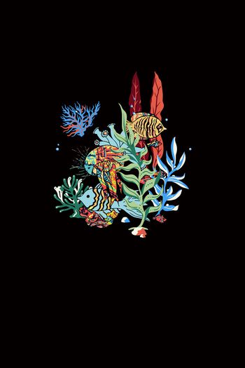 1101941-海洋生物鱼 植物--2