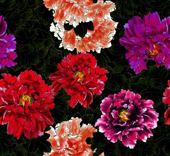 1102350-中国牡丹2