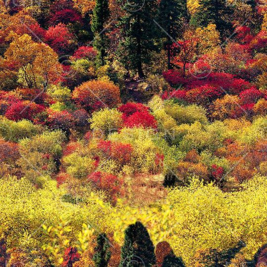 树印花华亿平台图片