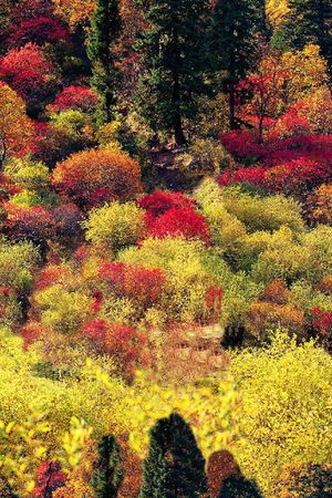 树印花华亿平台图片