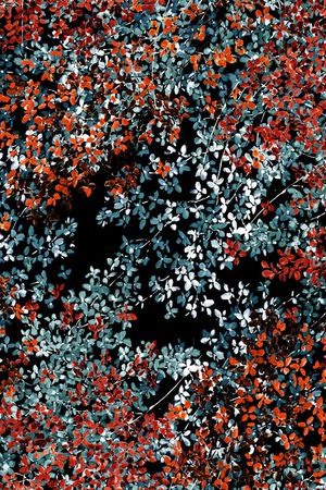 格子印花华亿平台图片