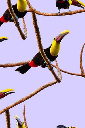 鸟印花华亿平台图片