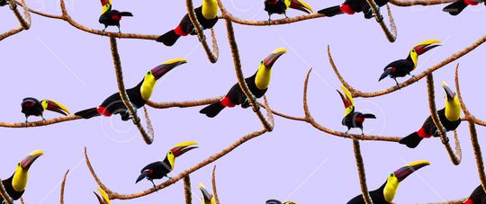 鸟印花华亿平台图片