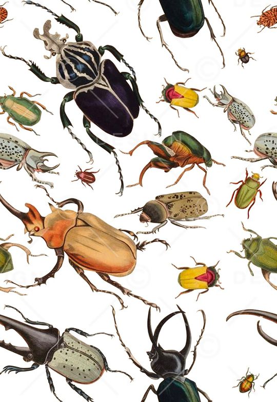 休闲昆虫印花华亿平台图片