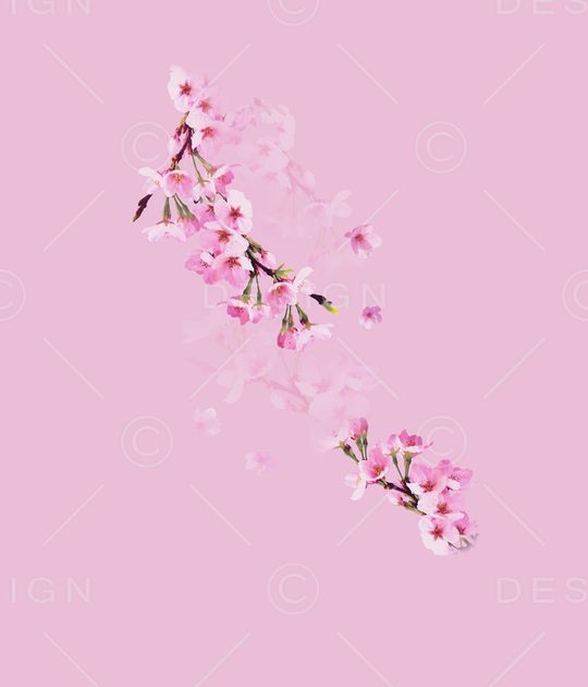 樱花印花华亿平台图片