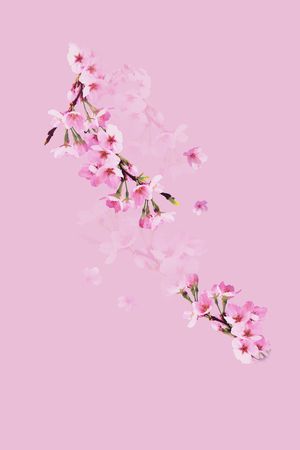 樱花印花华亿平台图片